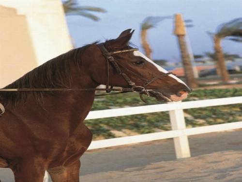 Concorde El Salam Hotel Cairo image 26